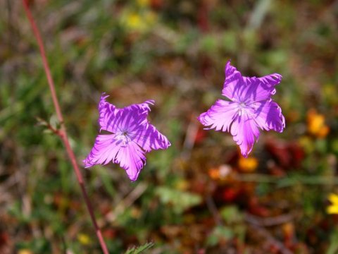 Balade nature : Orchidée et flore printanière