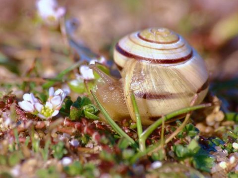 Balade nature : A la tombée de la nuit