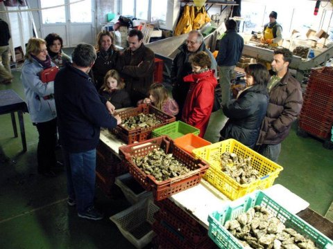 Visite ostréicole Carnac