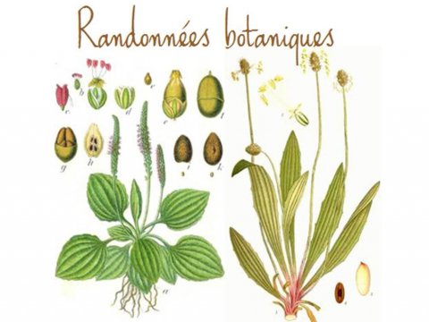 Randonnée botanique à Carnac