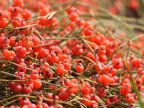 Balade nature : on a marché... sur la dune !