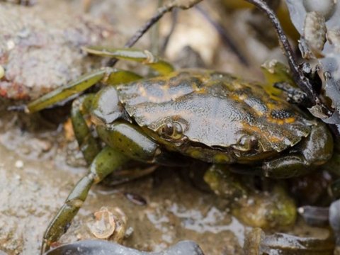 Sortie découverte de l'estran et pêche à pied