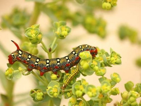 Balade nature : on a marché... sur la dune !
