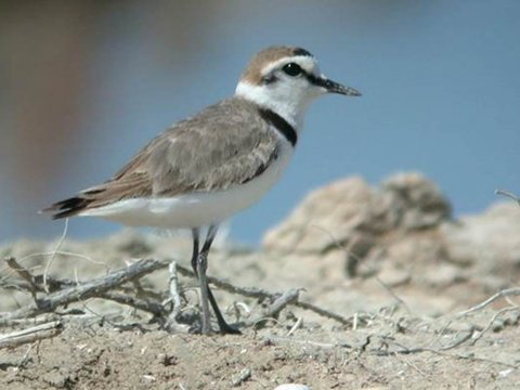 Sortie nature : Observons les oiseaux