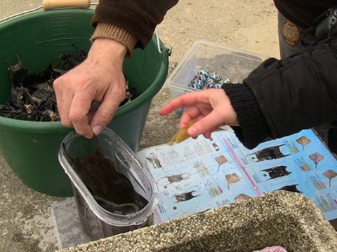 Festipâques : Chasse aux oeufs de raie