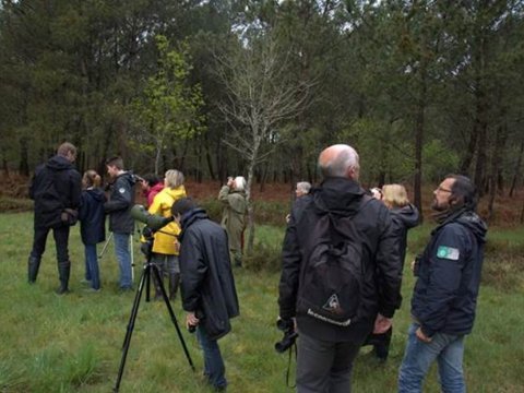 Balade Nature Rencontre avec l'engoulevent