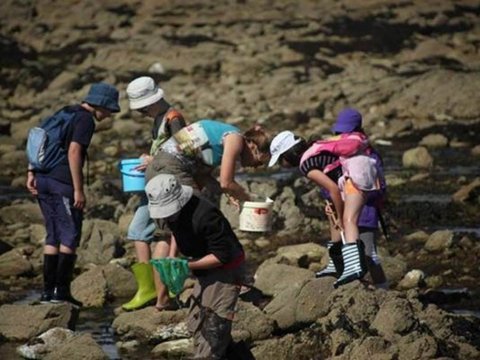 Initiation pêche à pied, découverte de l'Estran à Saint-Pierre Quiberon